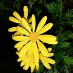 Euryops pectinatus Floro