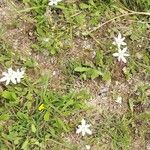 Ornithogalum divergensFlower