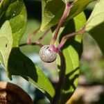 Dioscorea polystachya Anders