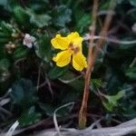 Goodenia hederacea 花