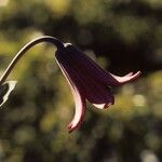 Lilium bolanderi Flor