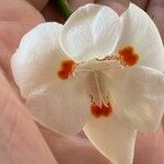 Dietes iridioides Flower