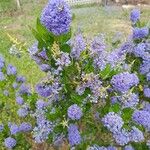 Ceanothus americanus Λουλούδι