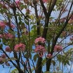 Tabebuia rosea Агульны выгляд