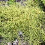 Asparagus greveanus Hoja