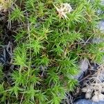 Drypis spinosa Likasa