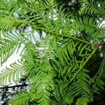 Metasequoia glyptostroboides ഇല