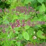 Stachys sylvaticaFlower