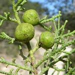 Juniperus phoenicea Ovoce