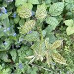 Rubus ferus Folha