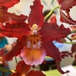 Oncidium crocidipterum Virág