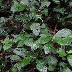 Psychotria cornuta