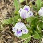 Craterostigma hirsutum Blüte