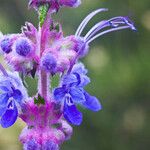 Trichostema lanatum Flor
