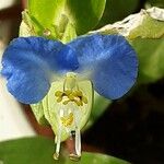 Commelina communis Květ