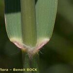 Arundo micrantha Rhisgl