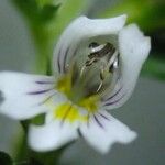 Euphrasia salisburgensis Floare