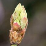 Rhododendron oreotrephes Outro