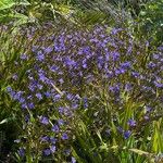 Aristea ecklonii Flower