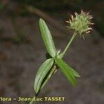 Trifolium strictum Autre