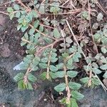 Euphorbia hirta Ліст