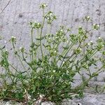 Cerastium holosteoides പുഷ്പം