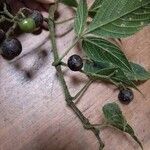 Vitis tiliifolia List