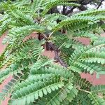 Vachellia robusta 葉