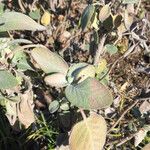 Salvia tomentosa Leaf