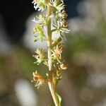 Sesamoides prostrata Flower