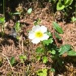 Ranunculus alpestris Flor