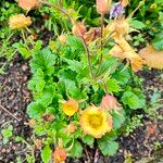 Geum coccineumBlüte