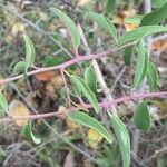 Ximenia caffra 葉