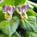 Justicia refractifolia Квітка