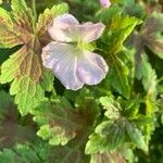 Geranium versicolor Flower