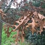 Quercus coccinea Leaf