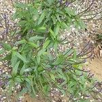 Verbena hastata Συνήθη χαρακτηριστικά