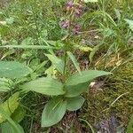 Epipactis atrorubens Blad