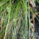 Juncus effusus Fuelha