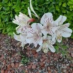 Alstroemeria aurea Virág