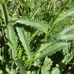 Leucanthemum catalaunicum