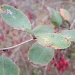 Berberis vulgaris Leaf