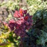 Dudleya farinosa Flower