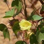 Gossypium barbadense Blomst