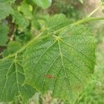 Tilia dasystyla List