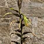 Puya mirabilis Flower