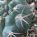 Gymnocalycium saglionis Leaf