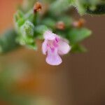Micromeria juliana Flower