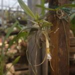 Angraecum angustum Flower