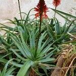 Aloe arborescensΆλλα